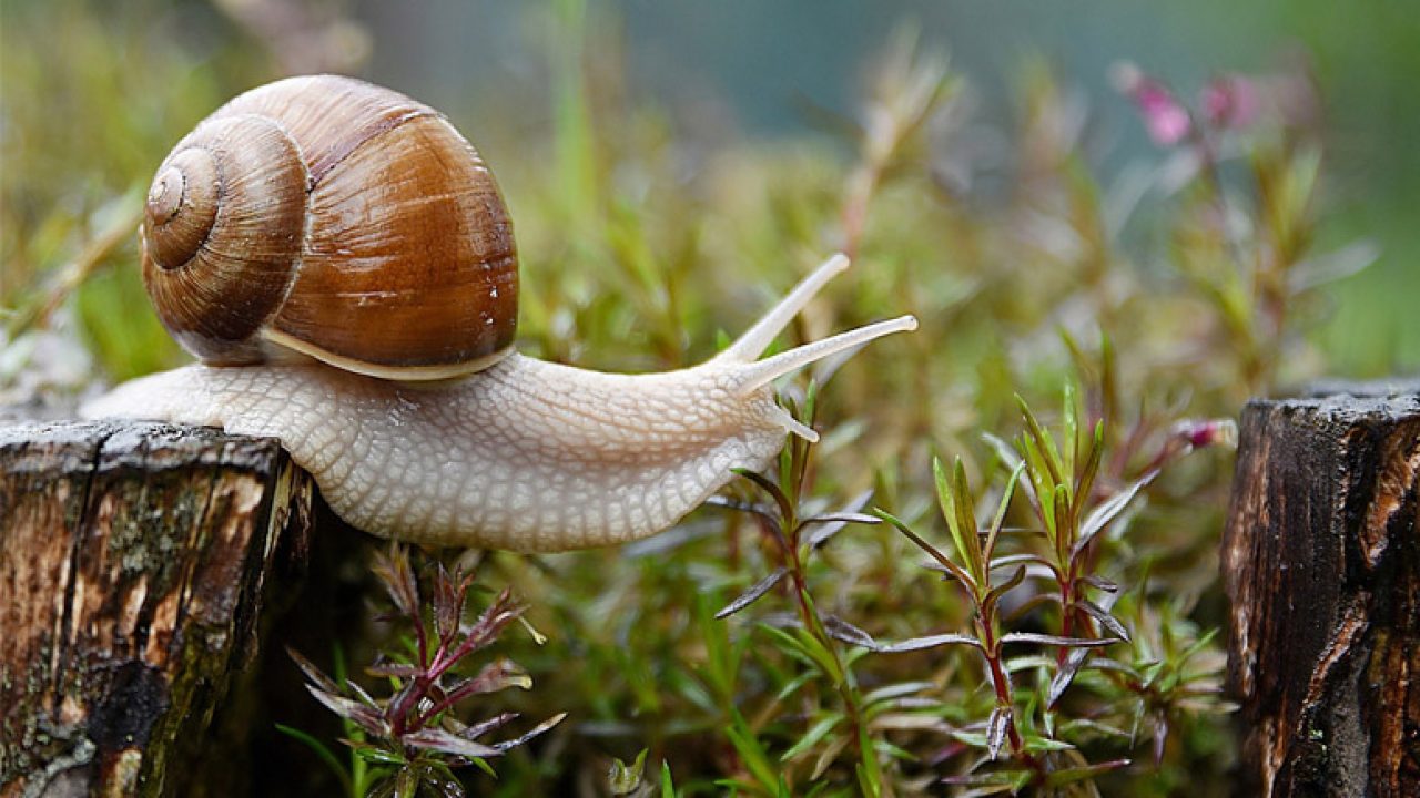 Escargot
